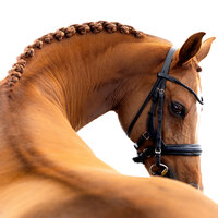 Fine art equine portrait take at horse shows in California Kendra Evans Photography