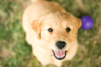 sacramento pet photographer, pet photographer sacramento, pet photos, pet photography, san francisco pet photos, pet photo sessions, pet photographer, pet photos sacramento, pet photos san francisco, family pet photos, family pet photo sessions