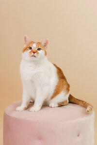 sacramento-best-cat-pet-photographer