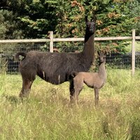 kuklenski-cria_53459828823_o