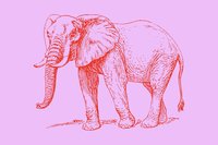 A red line drawing of an elephant on a pink background.
