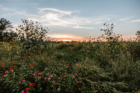 gravel-and-grace-wildflower-field-sunset-2.jpg