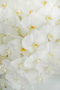 white orchids newport wedding