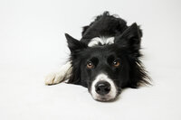 sacramento-dog-portrait-39