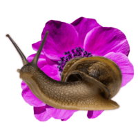 Snail on top of a purple flower