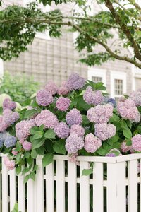 Purple hydrangea bushes on Natucket.