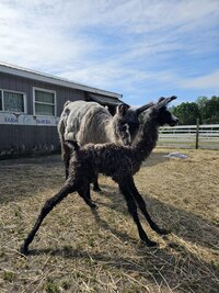 cute black baby llama just born!