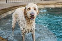 A golden doodle stands soaking wet in a backyard pool