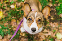 sacramento pet photographer, pet photographer sacramento, pet photos, pet photography, san francisco pet photos, pet photo sessions, pet photographer, pet photos sacramento, pet photos san francisco, family pet photos, family pet photo sessions