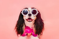 sacramento-pet-portrait-61