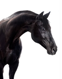 Fine art equine portrait take at horse shows in California Kendra Evans Photography