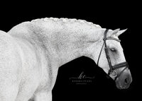 Horse In California photographed with a black background