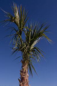 Palm tree at Camino Real Ranch, one of Austin’s best wedding venues.