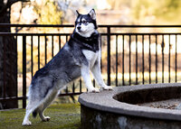 Kendra_Evans_Canine _Photography2026 (2)