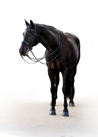 Fine art equine portrait take at horse shows in California Kendra Evans Photography