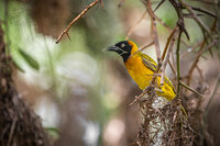 Bird Yellow Tawi 2119