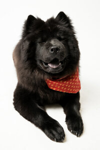sacramento-dog-photographer-43