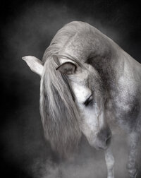 Horse In California photographed with a black background