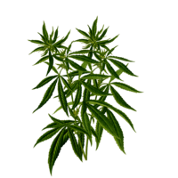 Cannabis plant graphic.