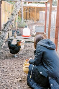Woman crouching down in her chicken coop to greet her chickens