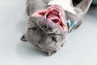 sacramento_pet_photographer_0835