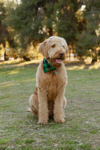 Goldendoodle dog sitting in a grassy park wearing a green bandana, pet portrait captured by Kaitlyn Dawn Photography in Yucaipa.