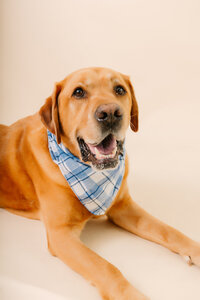 sacramento-pet-photographer-35