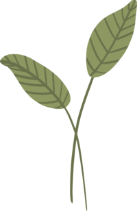 Florida Social Butterfly  Leaf Icon