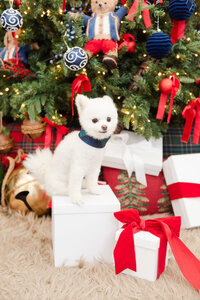Gallery-2025_11-30 Christmas Minis Sharon 38-MSP-MSuarezPhotography