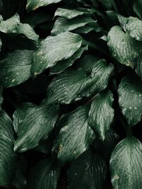 pexels-daria-shevtsova-1376201