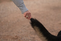 the-wild-within-us-zion-senior-dog-photographer145