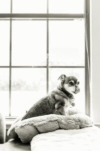 pet photographer, dog photoshoot, dog photography, dog photographer, cat photography, pet photography near me, family photo with dog, pet portraits, cat photographer, cat photoshoot, dog photographer near me, pet photographer near me, a dog photoshoot, pet photography, dog pictures, pictures of puppys, cute dog pictures, dog photo, sacramento pet photographer, san francisco pet photographer