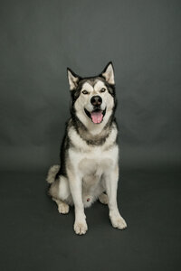 sacramento_pet_photographer_0859