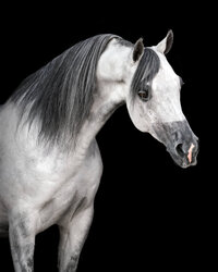 Grey Arabian gelding photographed in a black background style with a nice arch to his neck and ears forward