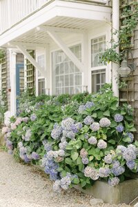 Blue hydrangeas on Nantucket Island.