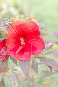 Red hibiscus flower
