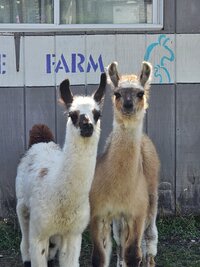 marcou-cria-2_53459828753_o