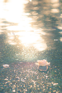 flowers in pool at sunset at rainbow oaks ranch in sanger california