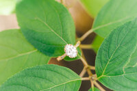 Engagement-ring-detail-greenery