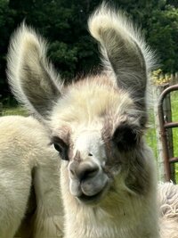 kenworthy-portrait_53458772522_o