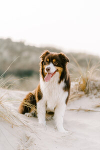 MHilarius | Rio - Hondenshoot Egmond-24