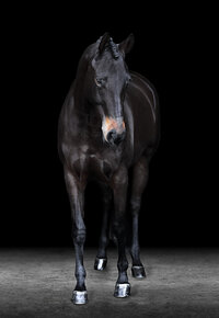 Horse In California photographed with a black background