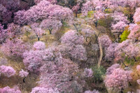 pink trees blooming