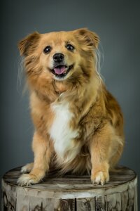 san francisco best pet photographer 19