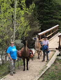 kuklenski-llamas-at-work-2_53458772302_o