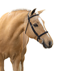 White Background Equine Portraits