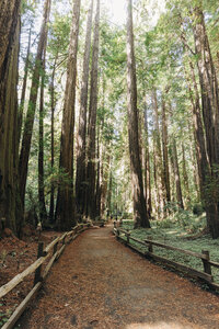 A destination wedding photographer captures a peaceful walking trail meandering through a towering redwood forest.