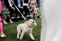 adelaide-wedding-photographer-golding-wines-gallery-157