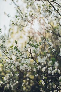 pexels-elina-sazonova-4403999