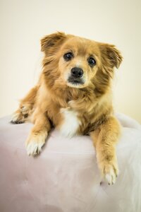 san francisco best pet photographer 16